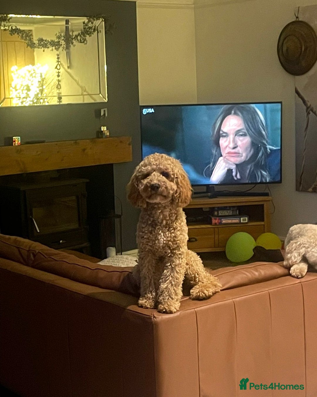 Cavapoo dogs for sale: Cavapoo F1b fully health tested  - Image 20