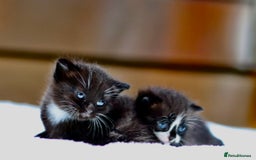 Mixed Breed cats for sale: Adorable kittens looking for a loving home - Image 14
