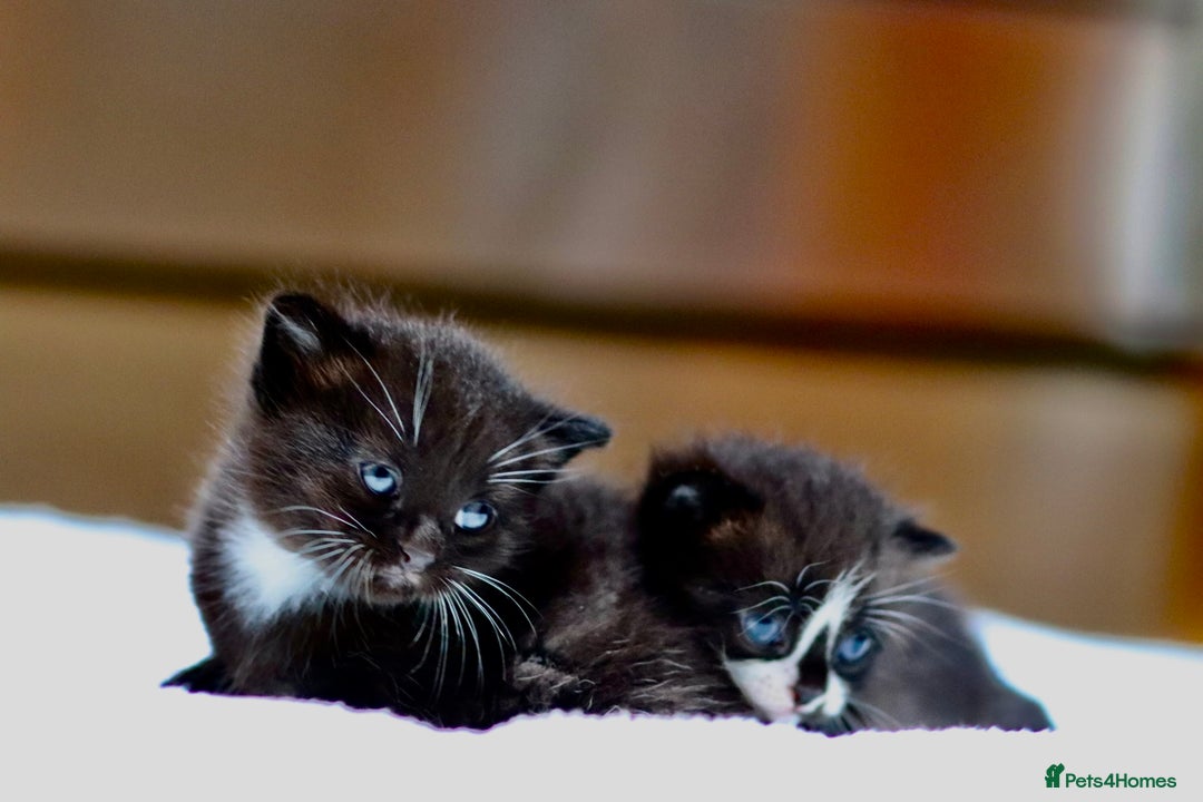 Mixed Breed cats for sale: Adorable kittens looking for a loving home - Image 14
