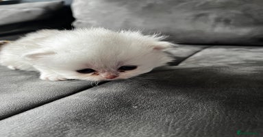 British Longhair cats - Advert 3