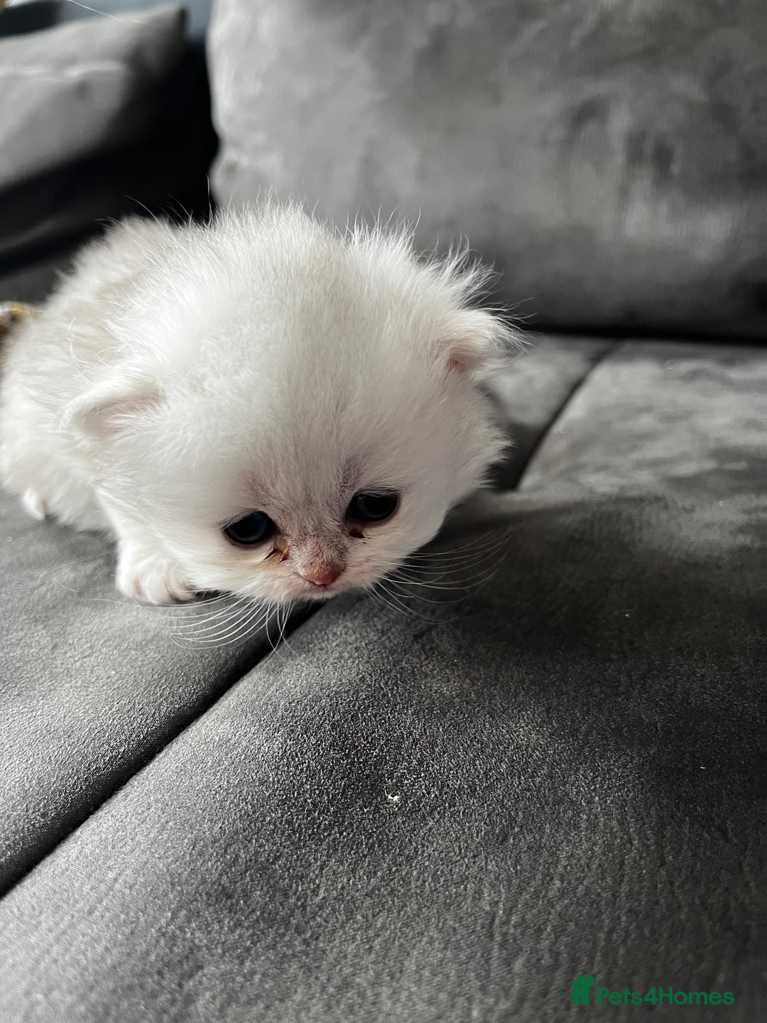 British Longhair cats for sale: ✨ Three adorable British Short/longhair kittens  - Image 3
