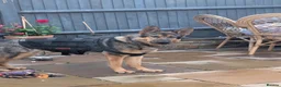 German Shepherd dogs for sale: Beautiful German Shepherd female in Pevensey - Advert 2