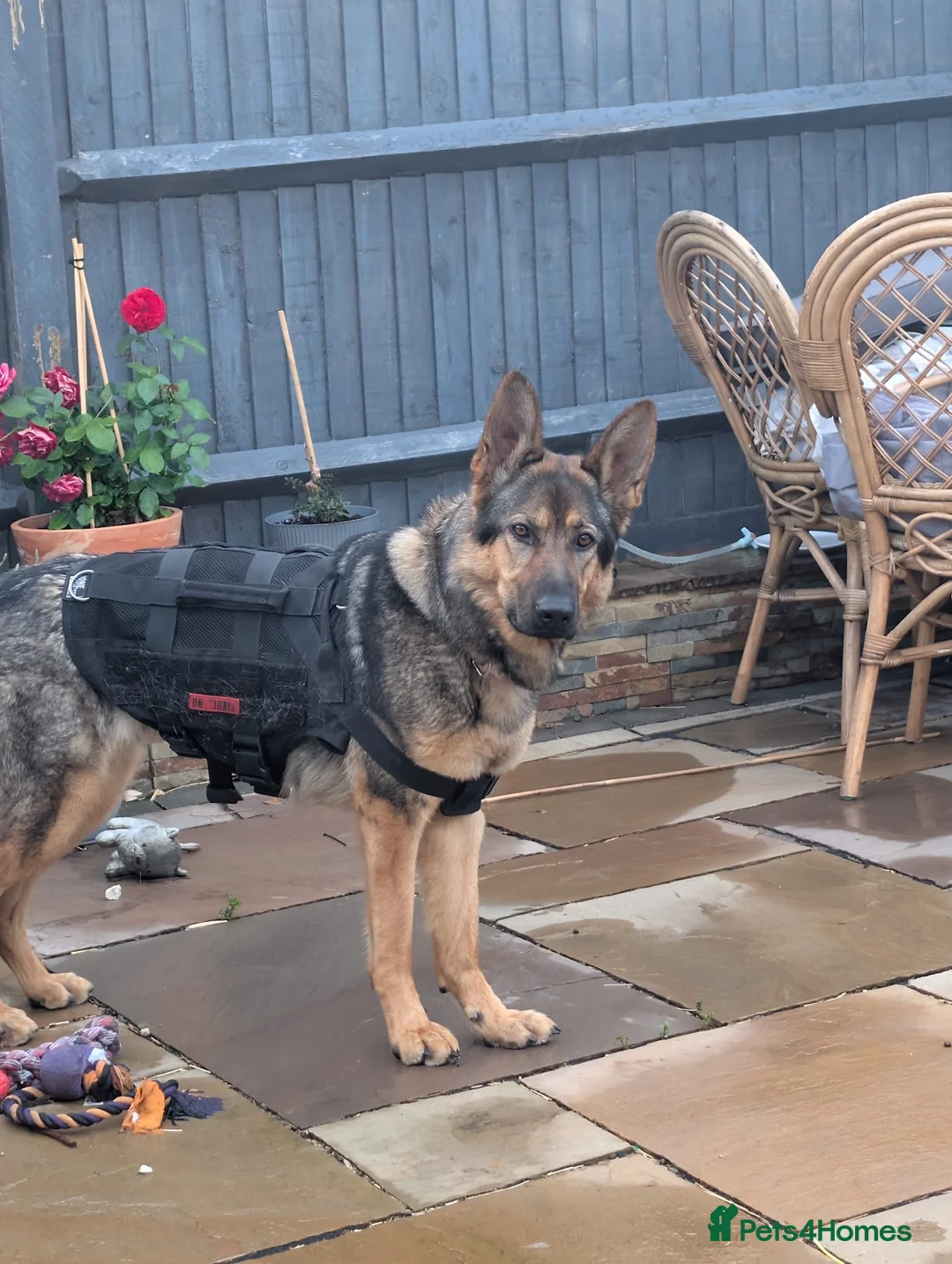 German Shepherd dogs for sale: Beautiful German Shepherd female in Pevensey - Advert 2