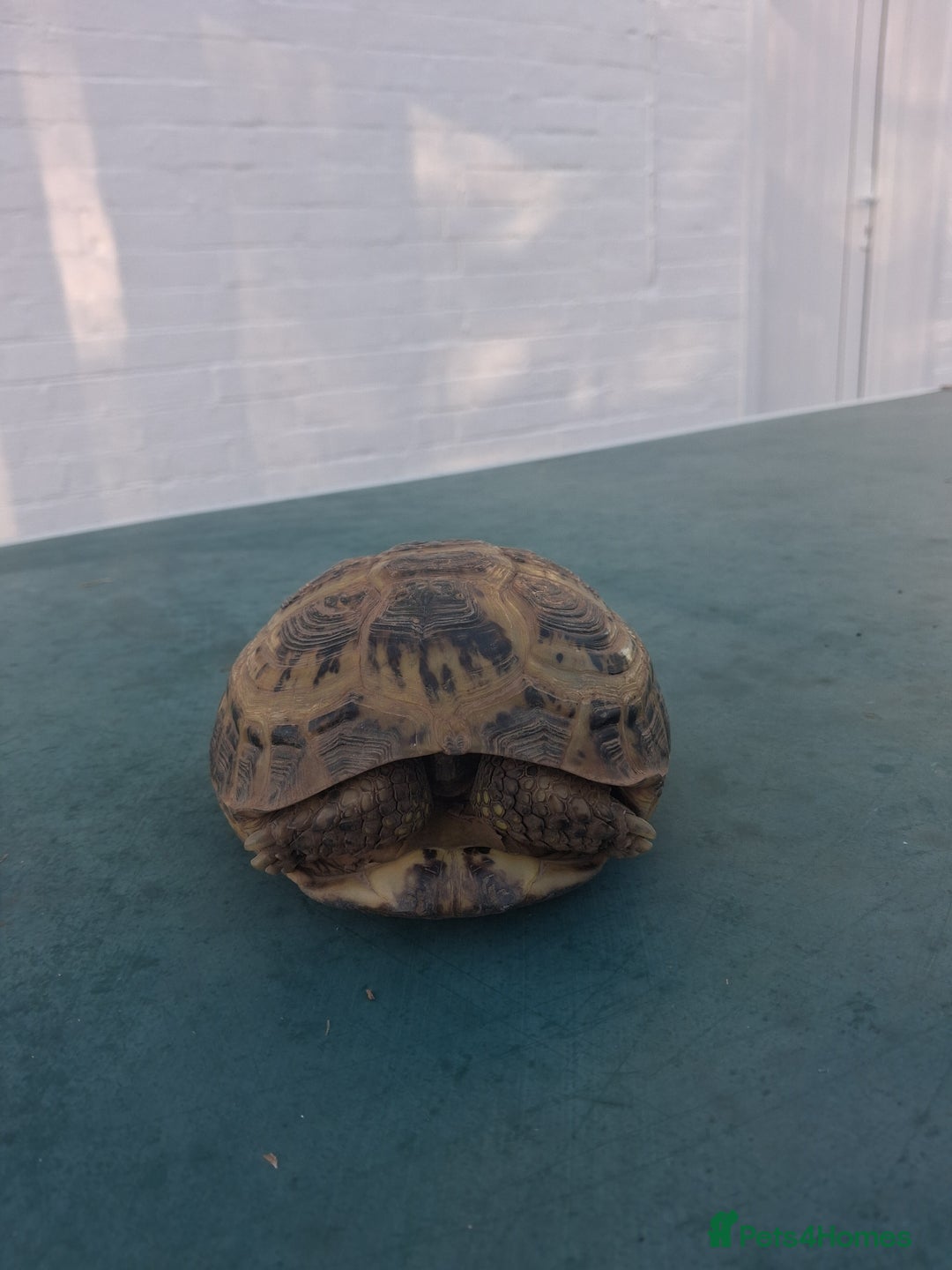 Tortoise reptiles for sale: Tortice for sale- does not hibernate - Advert 12