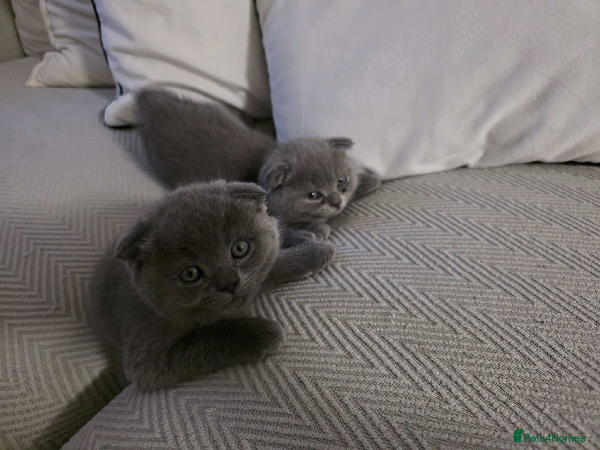 Scottish Fold cats Blue Scottish fold  - Advert 14