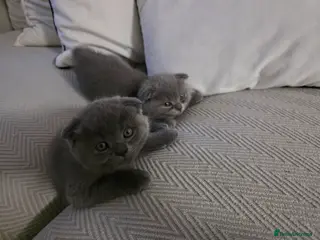 Scottish Fold cats Blue Scottish fold - Advert 1