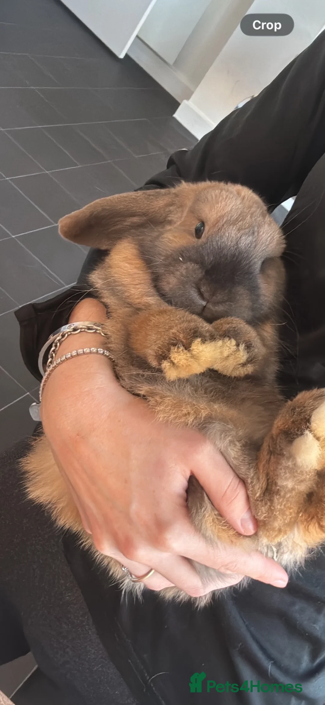 Mini Lop rabbits for sale: Mini lop bunny for sale  in Caterham - Advert 2