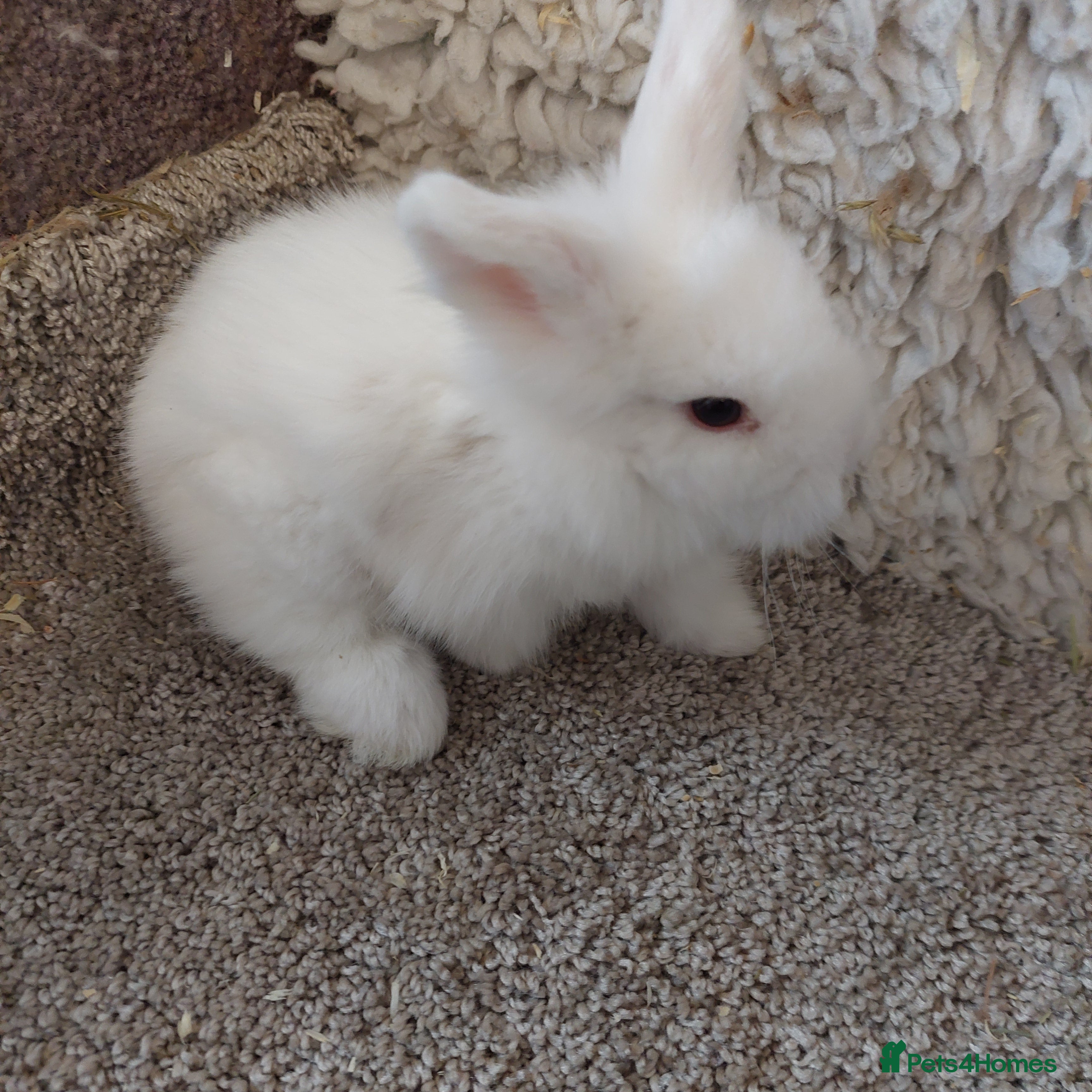 Mini Lop rabbits baby loinheads ready to reserve  - Advert 17