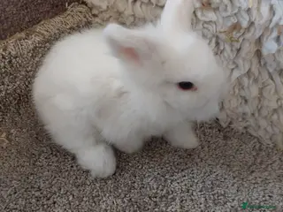 Mini Lop rabbits baby loinheads ready to reserve - Advert 17