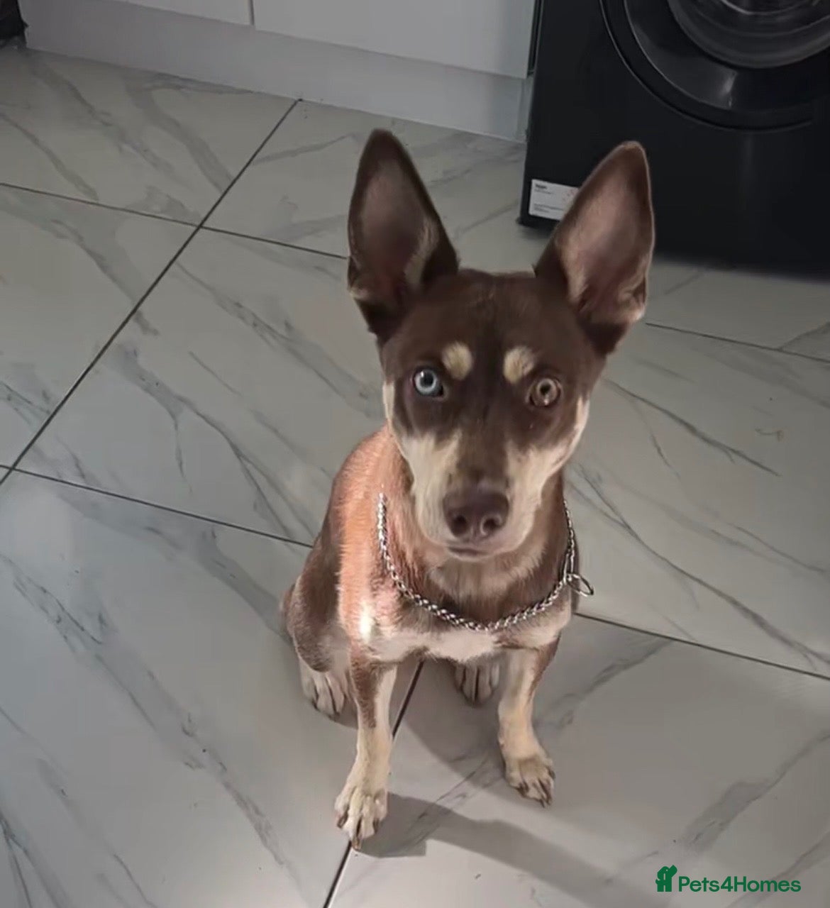 Mixed Breed dogs Husky X Staffy Unique Dog - Advert 1