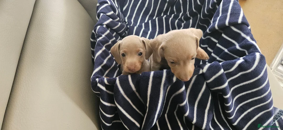 Miniature Dachshund dogs for sale: Miniature dachshund  - Advert 3