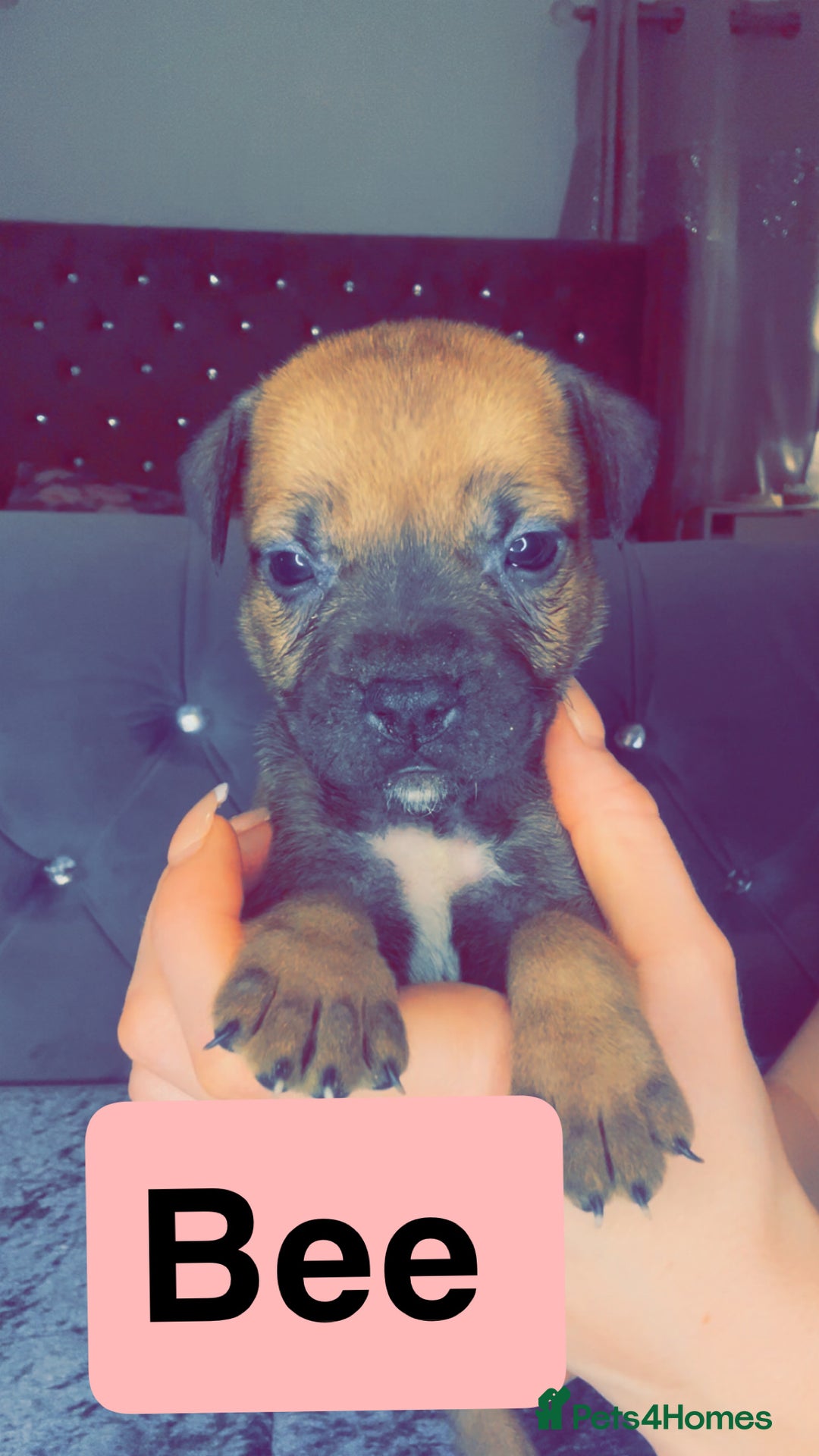Mixed Breed dogs for sale: Mastiff puppies - Advert 26