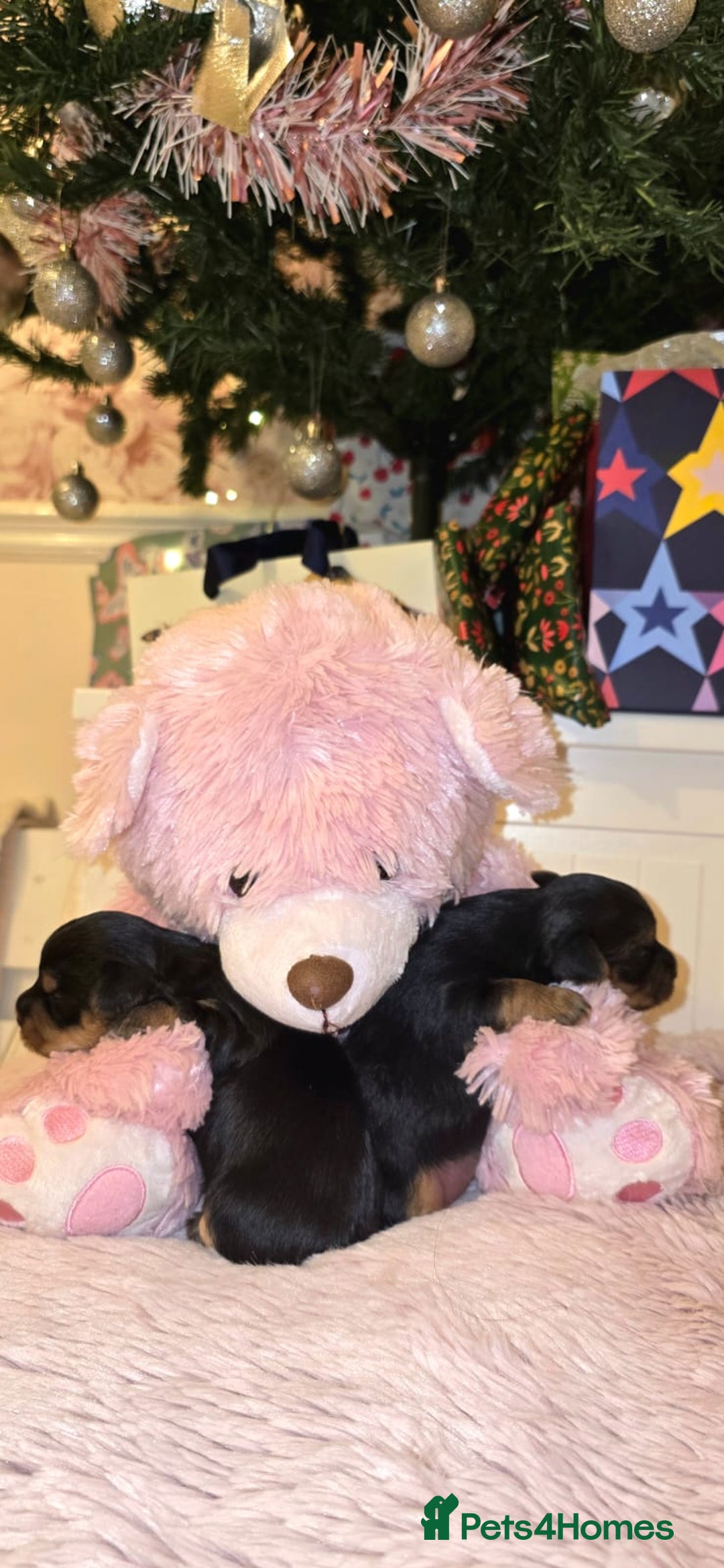 Yorkshire Terrier dogs for sale: ✨ Exquisite Yorkshire Terrier Puppies Available ✨ - Advert 6