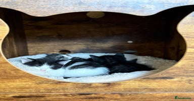 Mixed Breed cats - Advert 2