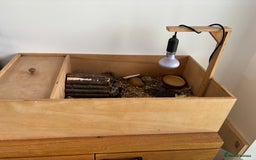 Hermann Tortoise reptiles for sale: Tortoise with table and lamp - Image 4