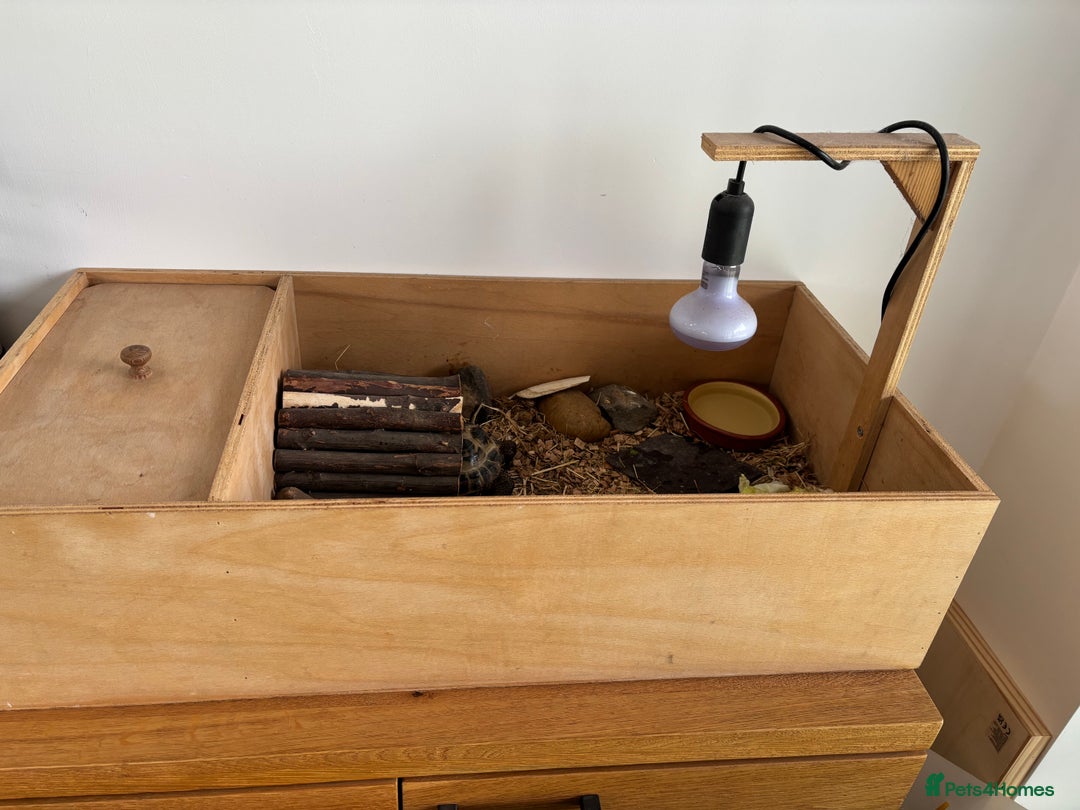 Hermann Tortoise reptiles for sale: Tortoise with table and lamp - Image 4