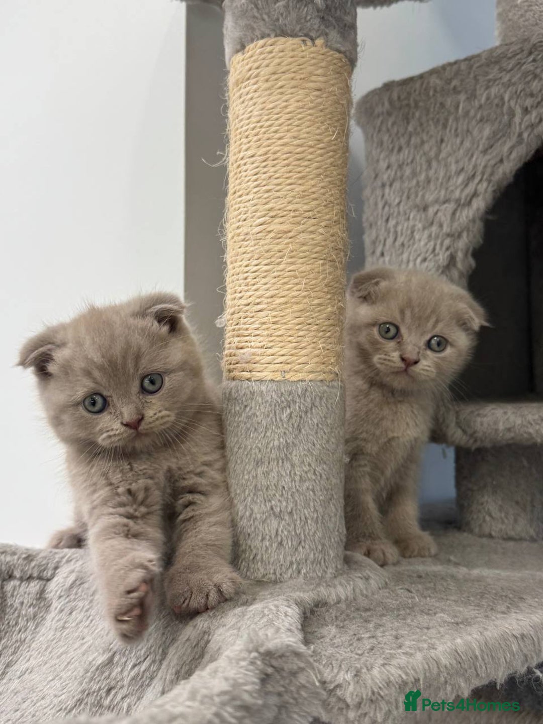 Scottish Fold cats for sale: Amazing Lilac Scottish Fold Kittens - Image 7
