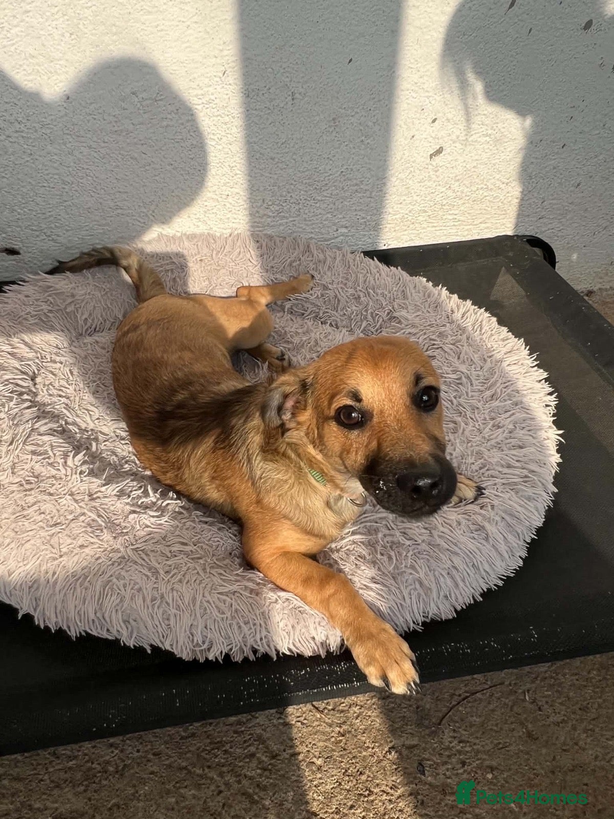 Mixed Breed dogs Little Lucky is looking for a family 💙 - Advert 1