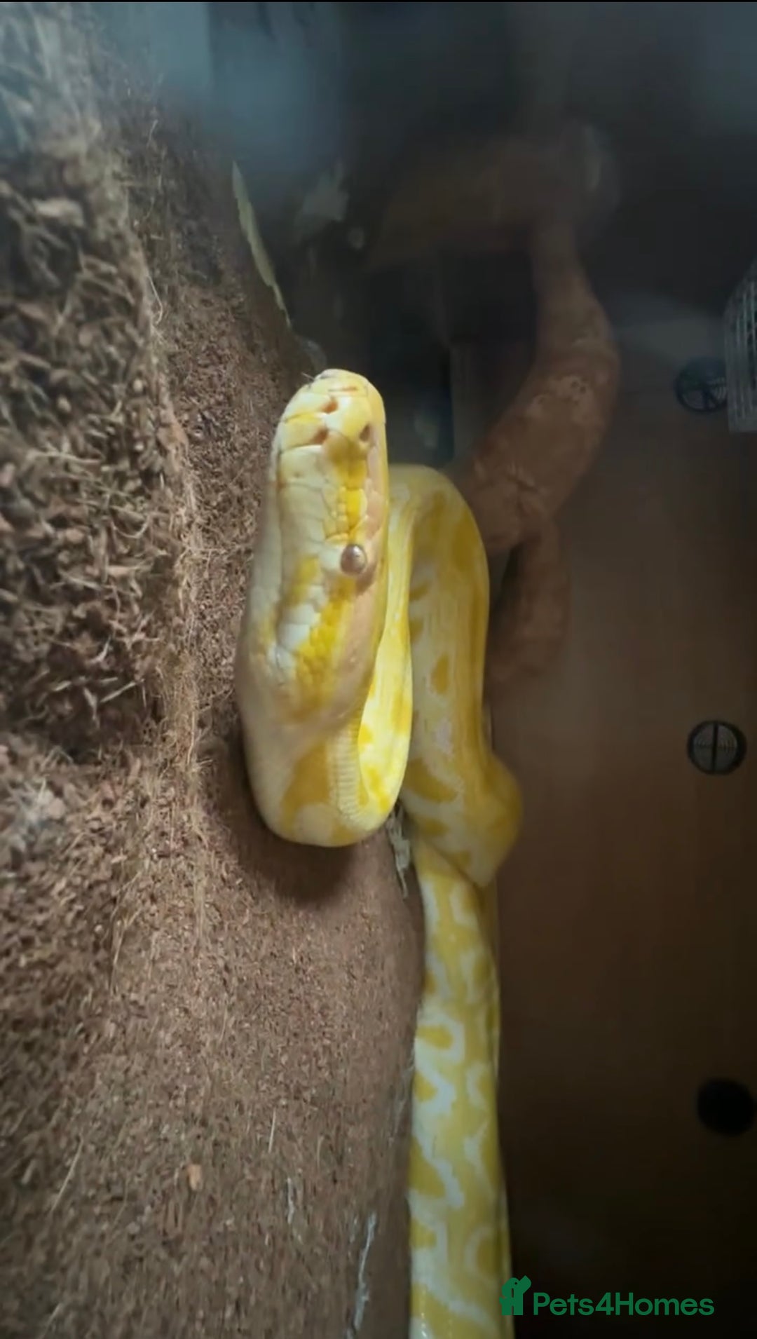 Snake reptiles for sale: Albino Burmese python  - Image 5