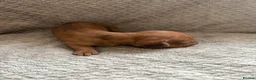 Miniature Dachshund dogs for sale: Kc registered mini dachshunds puppies 🐶  - Advert 28
