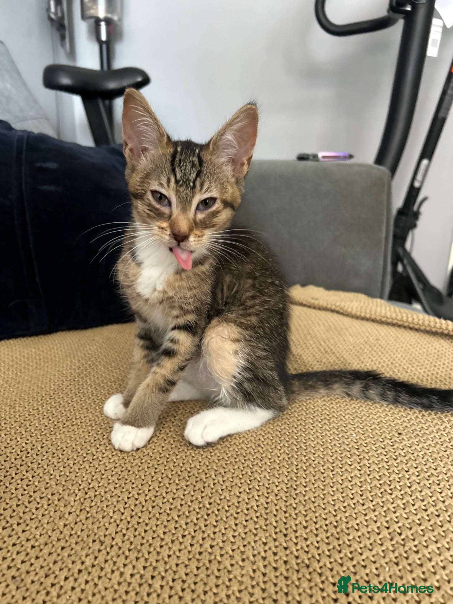 Mixed Breed cats 🚨KITTENS URGENTLY NEEDING HOMES!!!🚨REDUCED - Advert 1