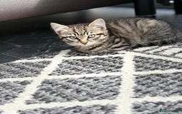 European cats for sale: 2 kittens for sale  - Image 1