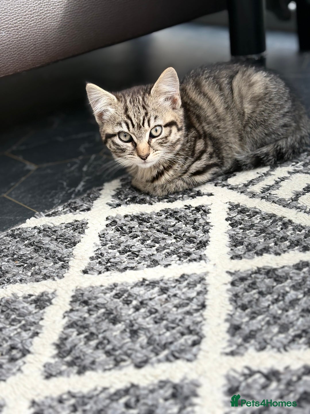 European cats for sale: 2 kittens for sale  - Image 1