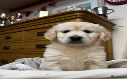Golden Retriever dogs for sale: Out of DNA tested, kind & Champion bloodlines - Image 24