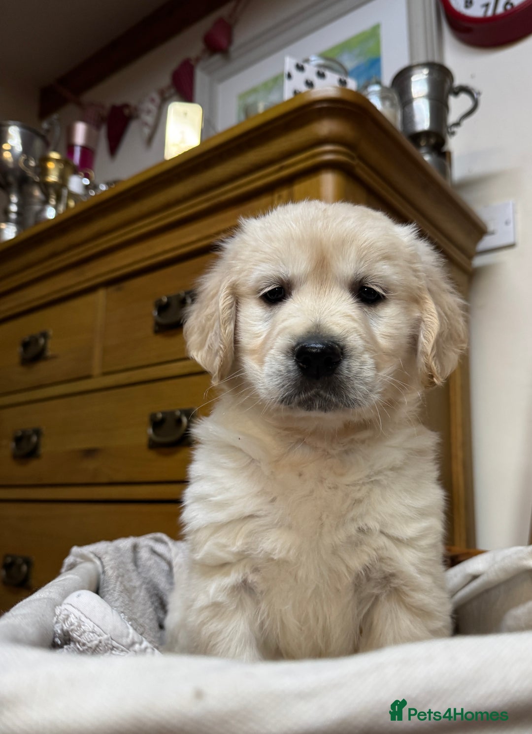Golden Retriever dogs for sale: Out of DNA tested, kind & Champion bloodlines - Image 24