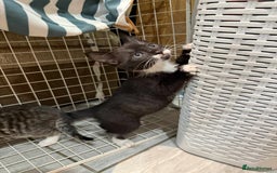 Bengal cats for sale: Tabby kittens  - Image 9