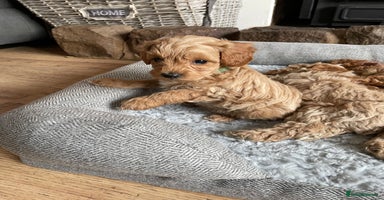 Cockapoo dogs - Advert 4