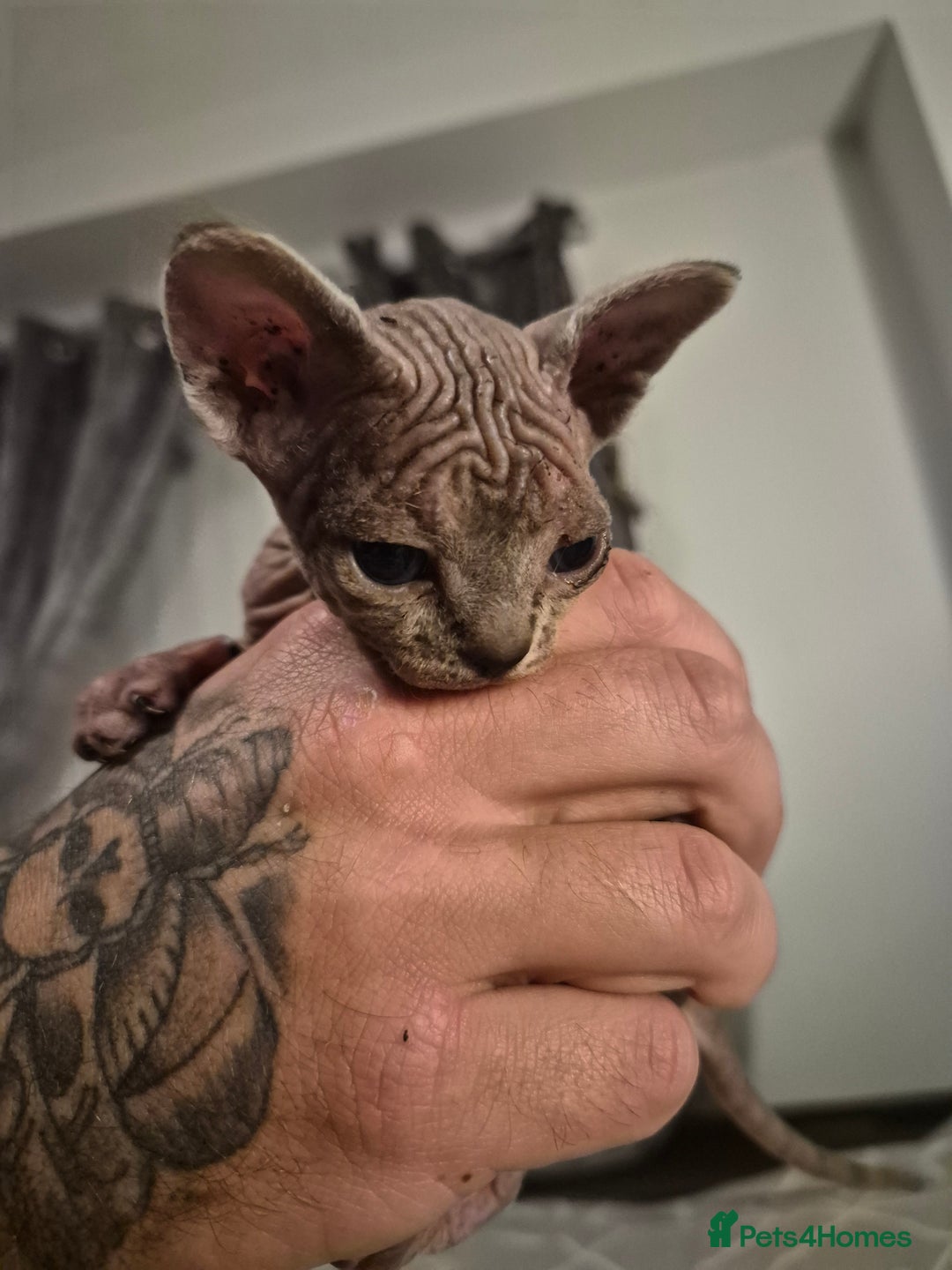 Sphynx cats for sale: 4 Female Sphynx Kittens - Advert 4