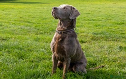 Labrador Retriever dogs for stud: Silver Labrador Stud- KC Registered  in Uttoxeter - Image 7