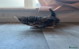 Bengal cats for sale: Beautiful kittens💕 - Advert 12