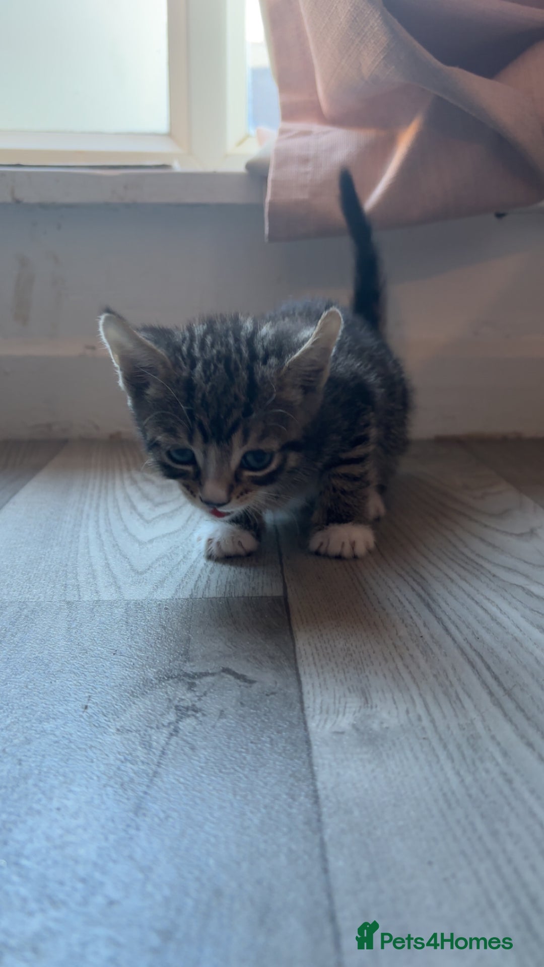 Bengal cats for sale: Beautiful kittens💕 - Advert 12