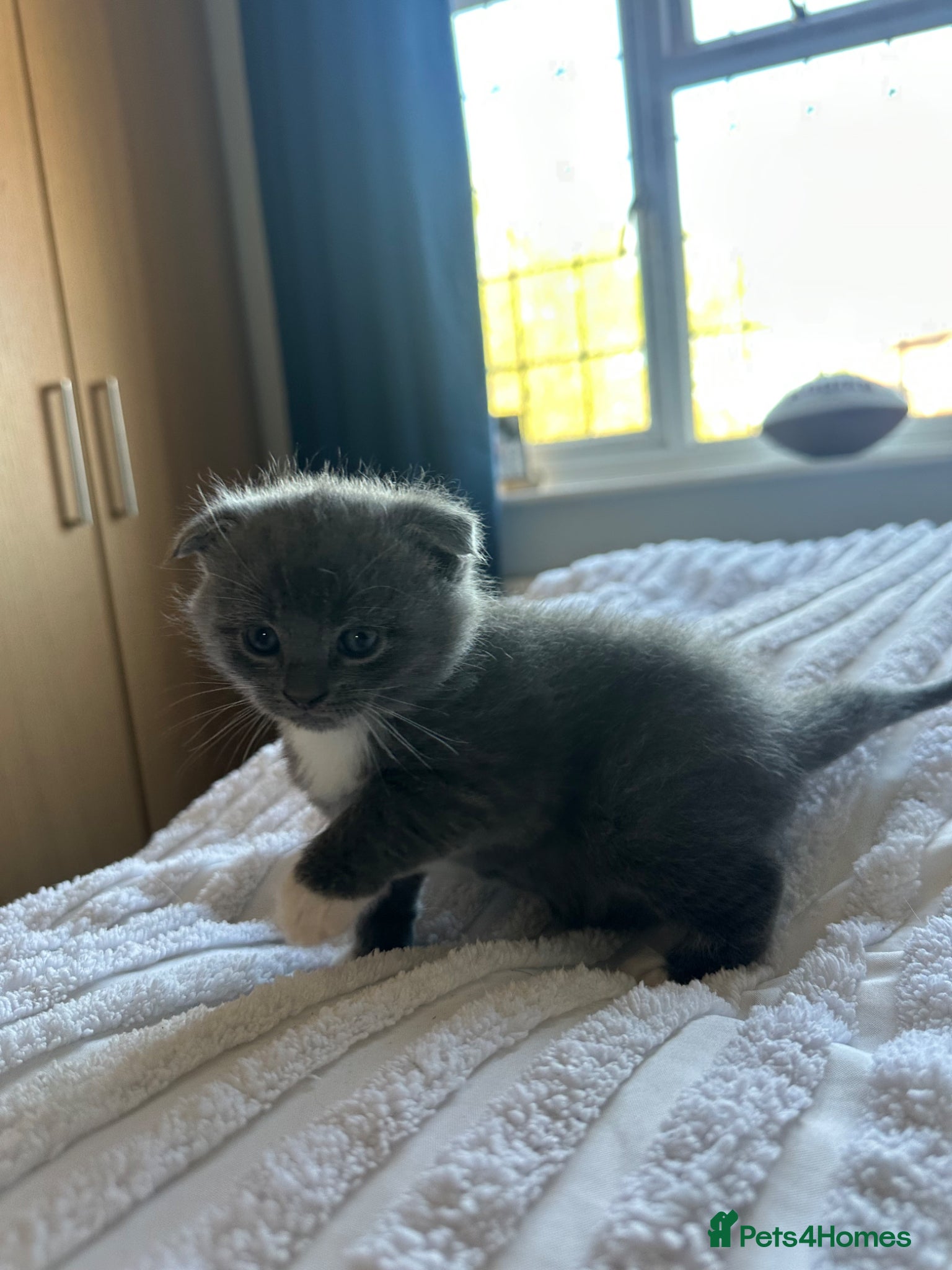 Scottish Fold cats 4 adorable folds  - Advert 12