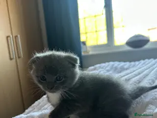 Scottish Fold cats 4 adorable folds - Advert 12