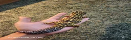 Gecko reptiles for sale: Leopard Geko & Enclosure  - Advert 5