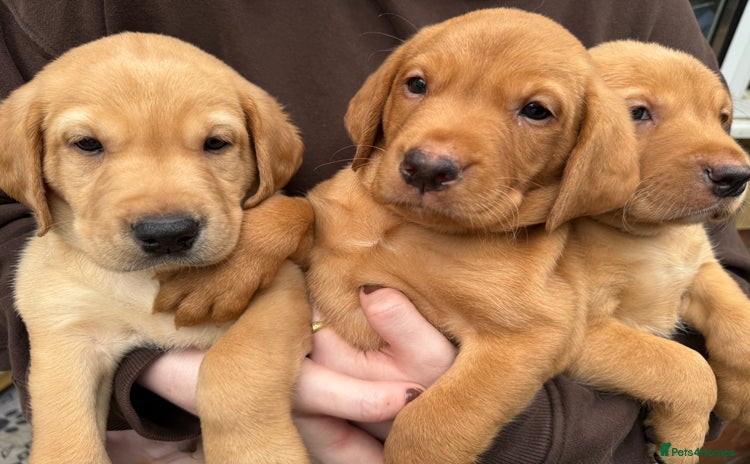 Labrador Retriever dogs in Houghton le Spring - Advert 13