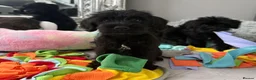 Miniature Schnauzer dogs for sale: Beautiful Litter Mini Schnauzer X Mini Poodle - Advert 8