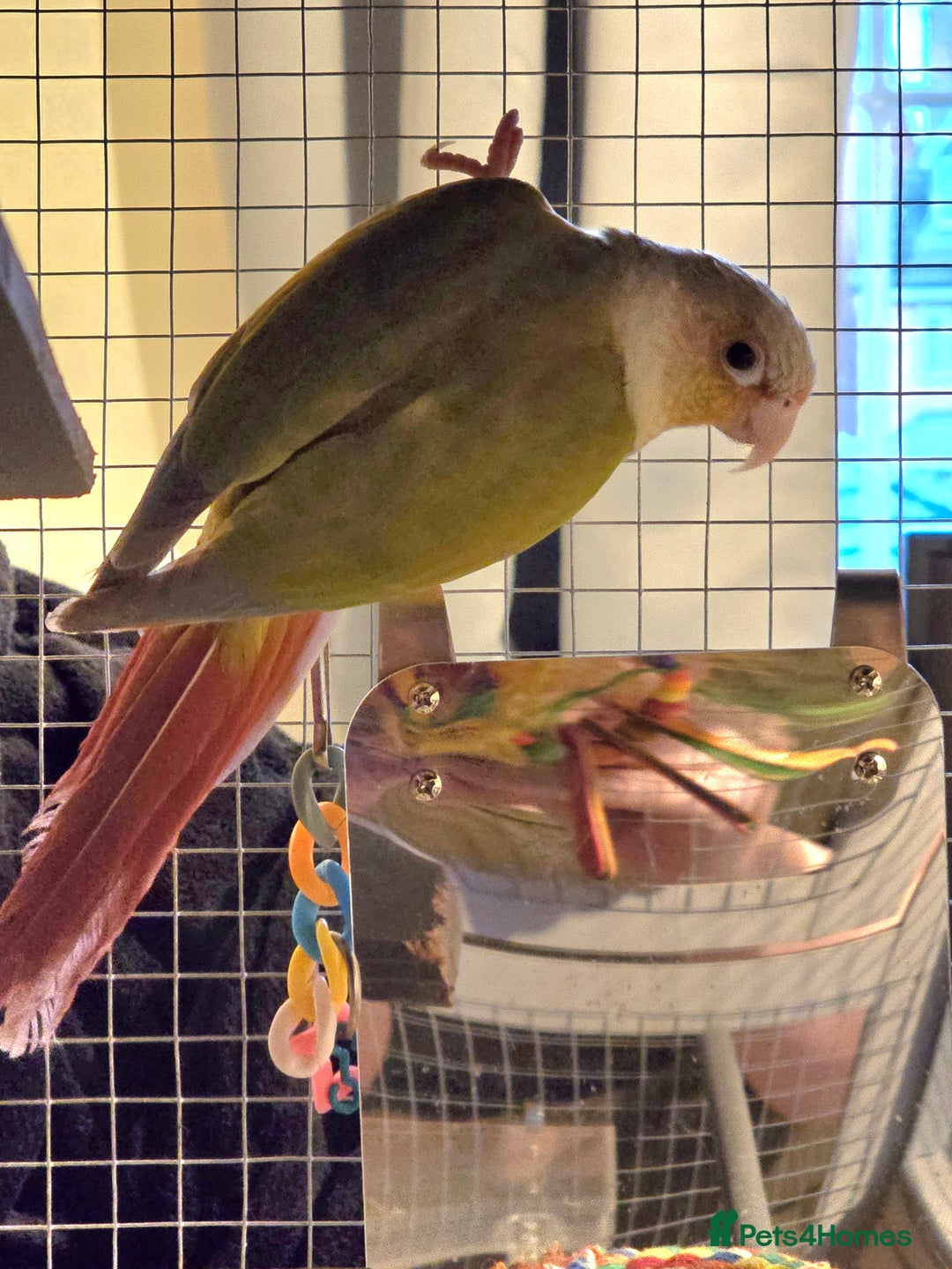 Conures birds for sale: Pineapple Conure with cage and accessories  - Advert 1