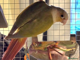 Conures birds Pineapple Conure with cage and accessories - Advert 2