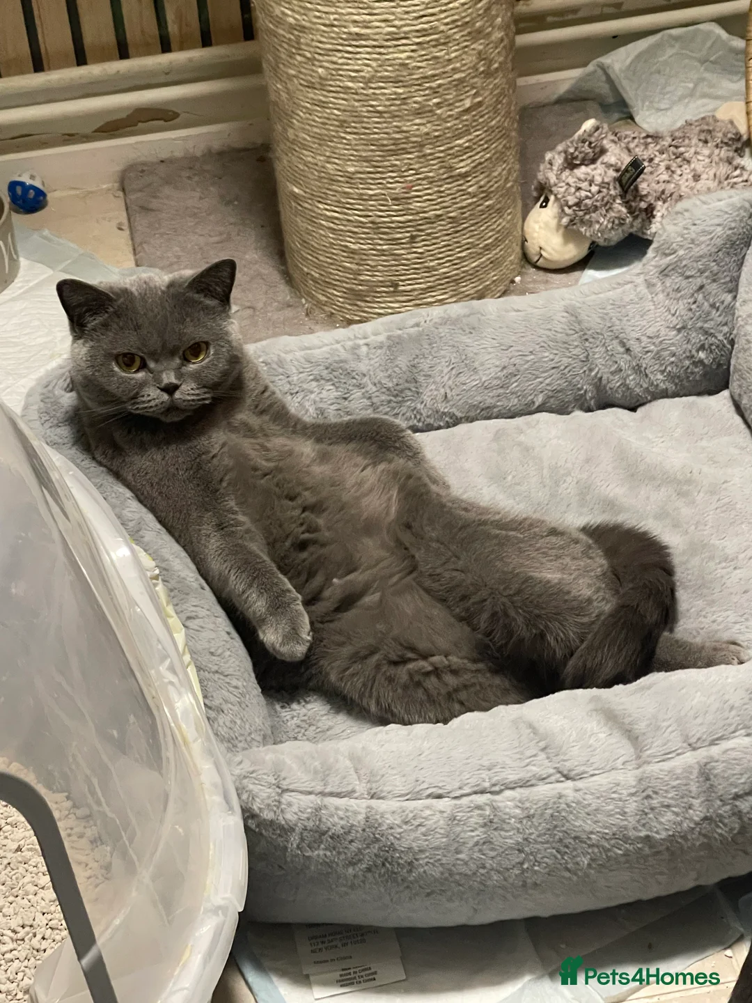 British Shorthair cats for sale: Stunning British Shorthair Pedigree Active Male - Advert 3