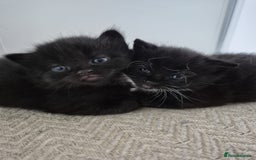 British Shorthair cats for sale: Two kittens  - Image 7