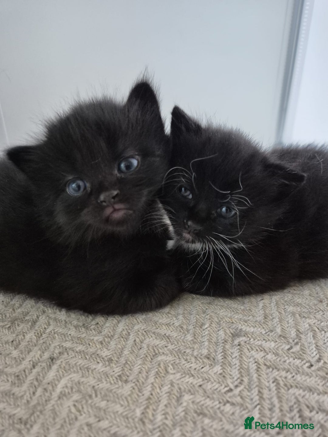 British Shorthair cats for sale: Two kittens  - Image 7