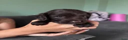 Cocker Spaniel dogs for sale: Remaining Male Cocker Spaniel Pups in Ullapool - Advert 6