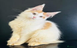 Maine Coon cats for sale: Maine Coon Kittens  - Image 14