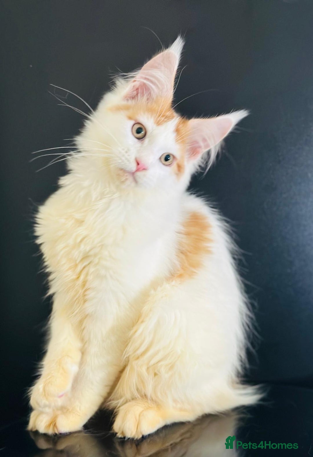Maine Coon cats for sale: Maine Coon Kittens  - Image 14