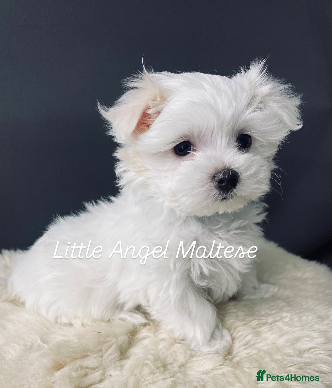 Maltese dogs for sale: ✨ Outstanding KC half-Korean Maltese Puppies ✨ - Advert 10