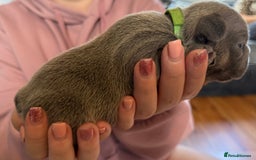 French Bulldog dogs for sale: French bulldog puppies  - Image 10